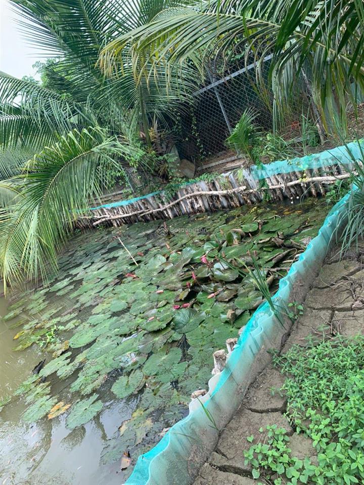 Cho thuê nhà vườn 1.200m² bình chánh hồ sen, sân rộng, nhiều cây xanh, ô tô vào tận nhà