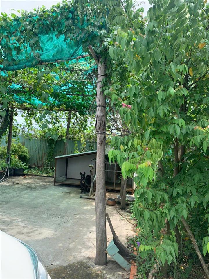 Cho thuê nhà vườn 1.200m² bình chánh hồ sen, sân rộng, nhiều cây xanh, ô tô vào tận nhà