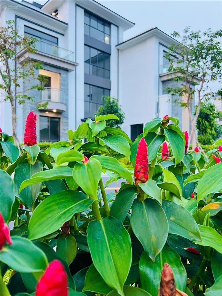 Biệt thự song lập 1 trệt 3 lầu, dtxd 246,4m đường 25m. tổng giá đã gồm vat 46,296 tỷ mua từ cđt