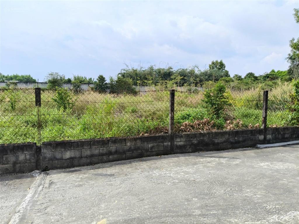 1427m2 ở hoà đông, củ chi. cách đường nguyễn thị nê 50 mét. đất vuông như cái bánh chưng đẹp lắm