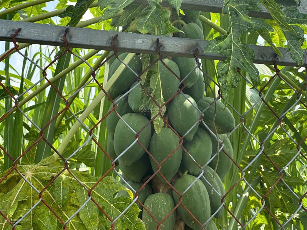 Bán đất mặt tiền đường liên ấp 45, đa phước, bình chánh  731,1m2  11,6 tỷ