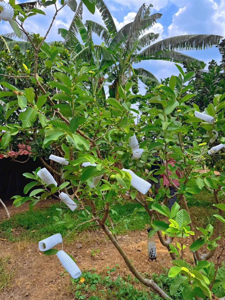 Vườn 3.000m full tiện ích sát cao tốc & sân bay long thành