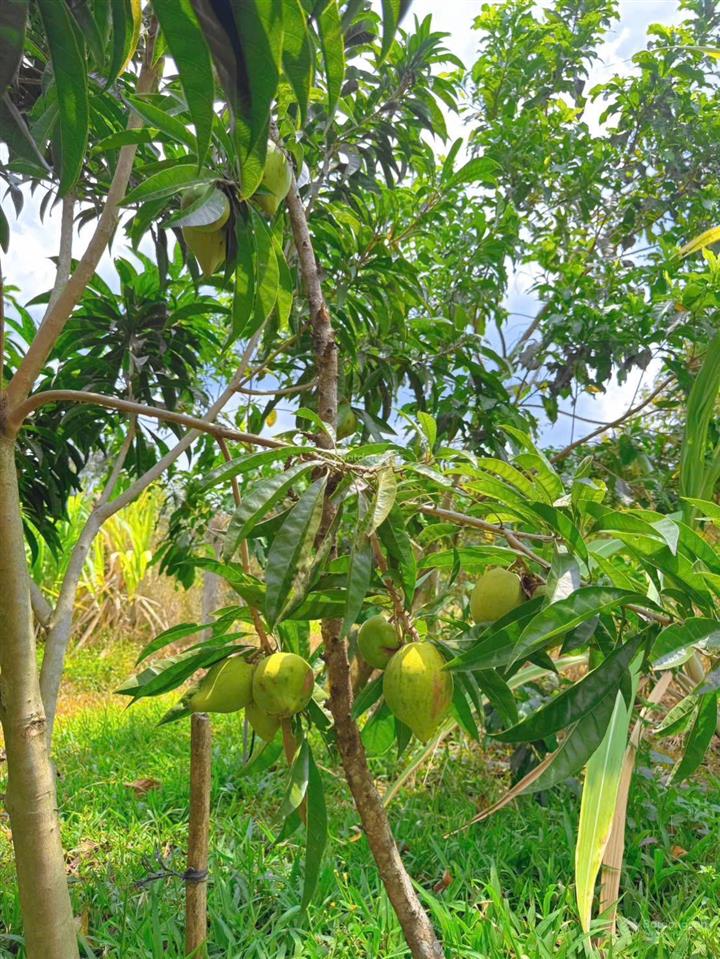 Vườn 3.000m full tiện ích sát cao tốc & sân bay long thành