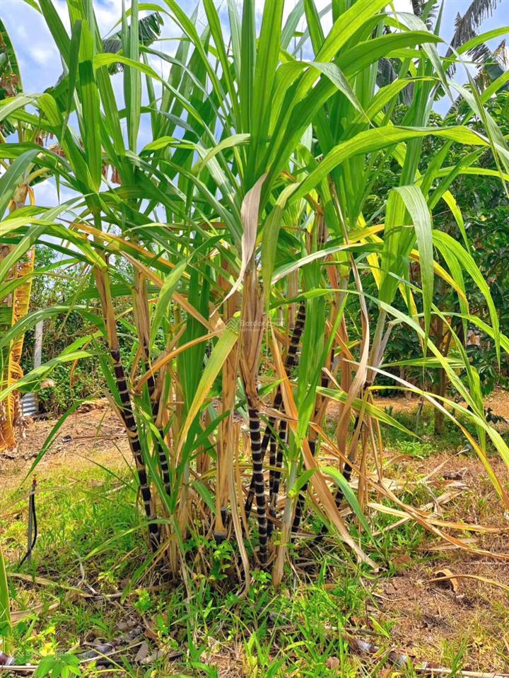 Vườn 3.000m full tiện ích sát cao tốc & sân bay long thành