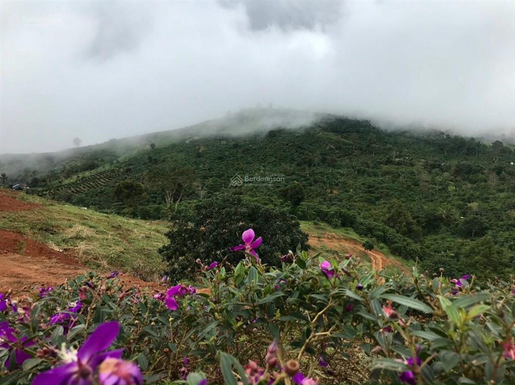 Chính chủ bán 3000m2 đất đường b'lao xê rê, phường 3 (trước đây là xã đại lào) chỉ 1,4 tỷ bl