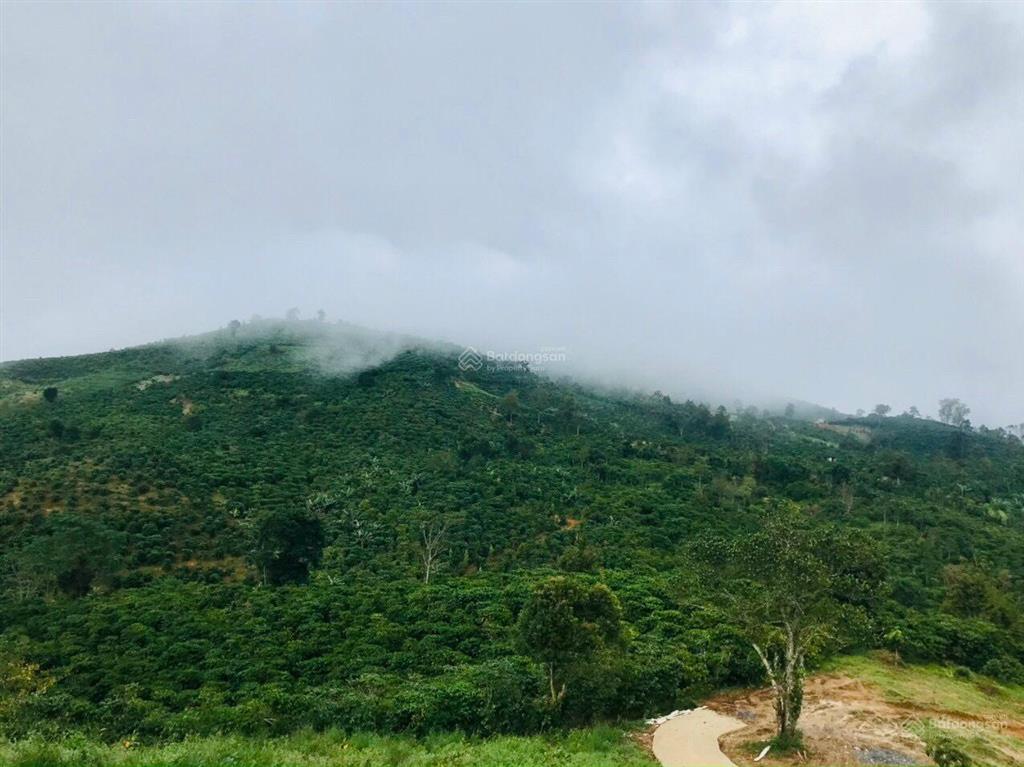 Chính chủ bán 3000m2 đất đường b'lao xê rê, phường 3 (trước đây là xã đại lào) chỉ 1,4 tỷ bl