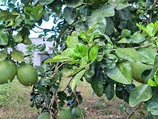 Chủ cần tiền bán lô liền kề có sẵn vườn ăn trái 0762 111 ***