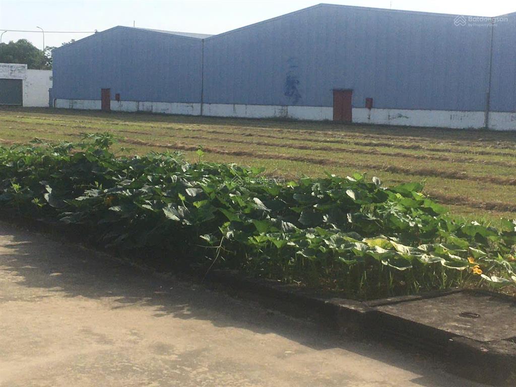 Cho thuê nhà xưởng kcn thành thành công tây ninh diện tích hơn 20.000m²