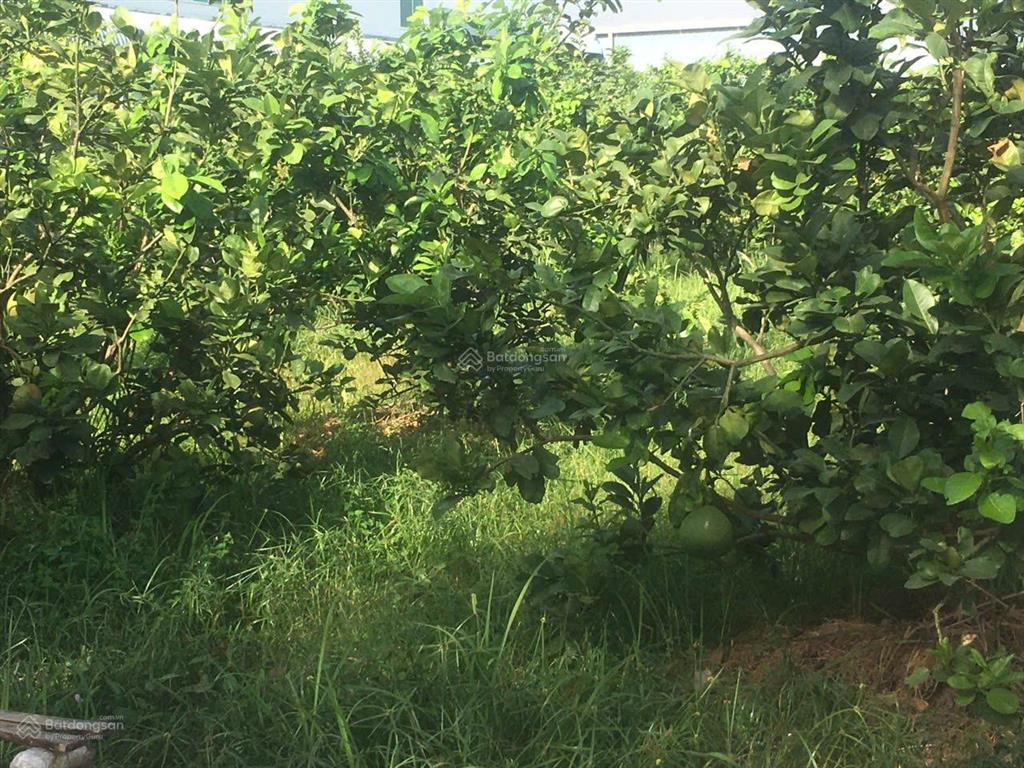 Cho thuê nhà xưởng kcn thành thành công tây ninh diện tích hơn 20.000m²