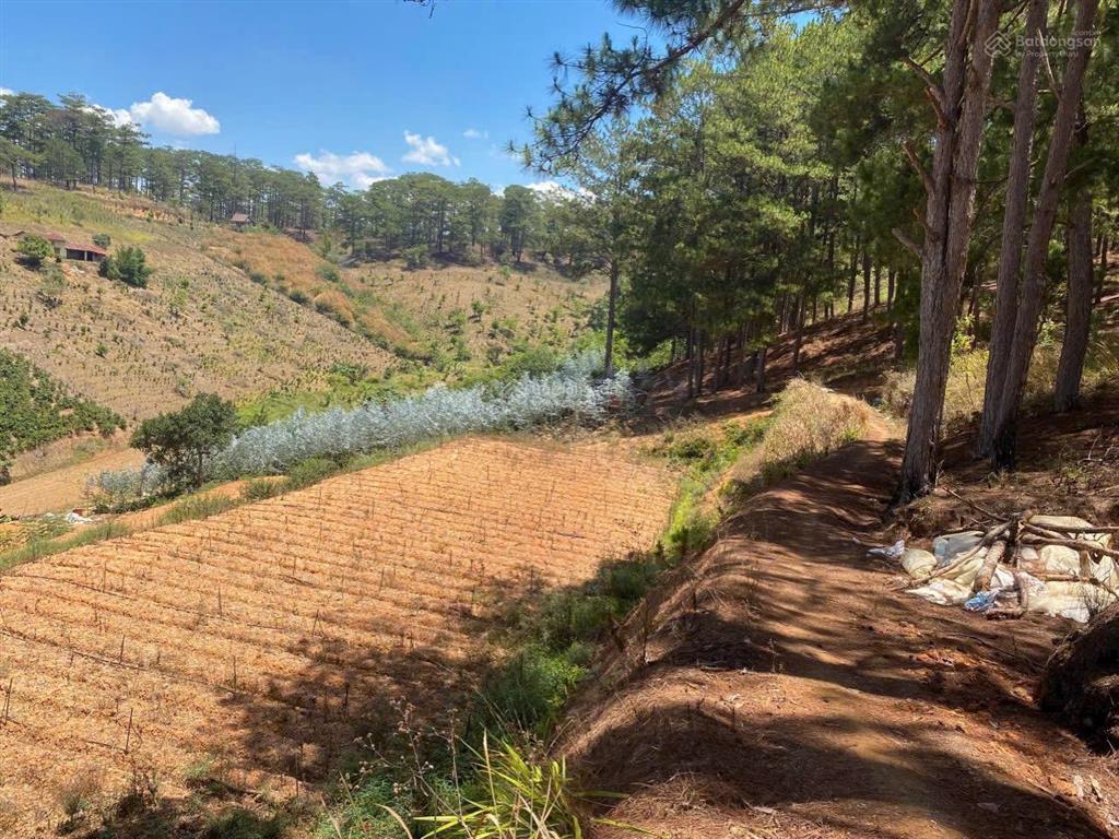 Cô đi nước ngoài ra lẹ xuân trường  đà lạt miếng 5143 m2 sang ngay 898 tr