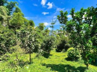 Dì định cư nước ngoài quên còn 1 lô ngộp sâu 700m2 giá 406tr