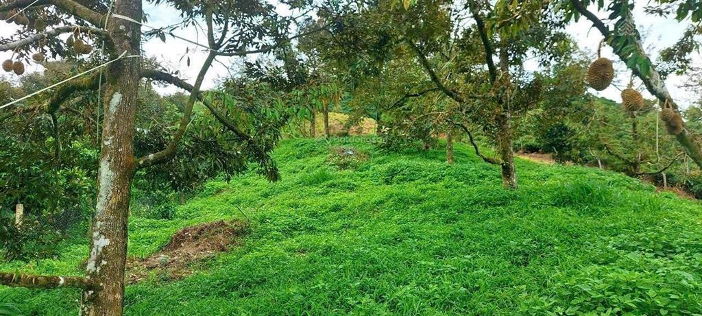 Gia đình dì đảo lộn khi con trai tin lời bạn bè đi đầu tư đành bán lỗ 880m2 chỉ 639tr