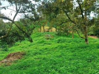 Gia đình dì đảo lộn khi con trai tin lời bạn bè đi đầu tư đành bán lỗ 880m2 chỉ 639tr