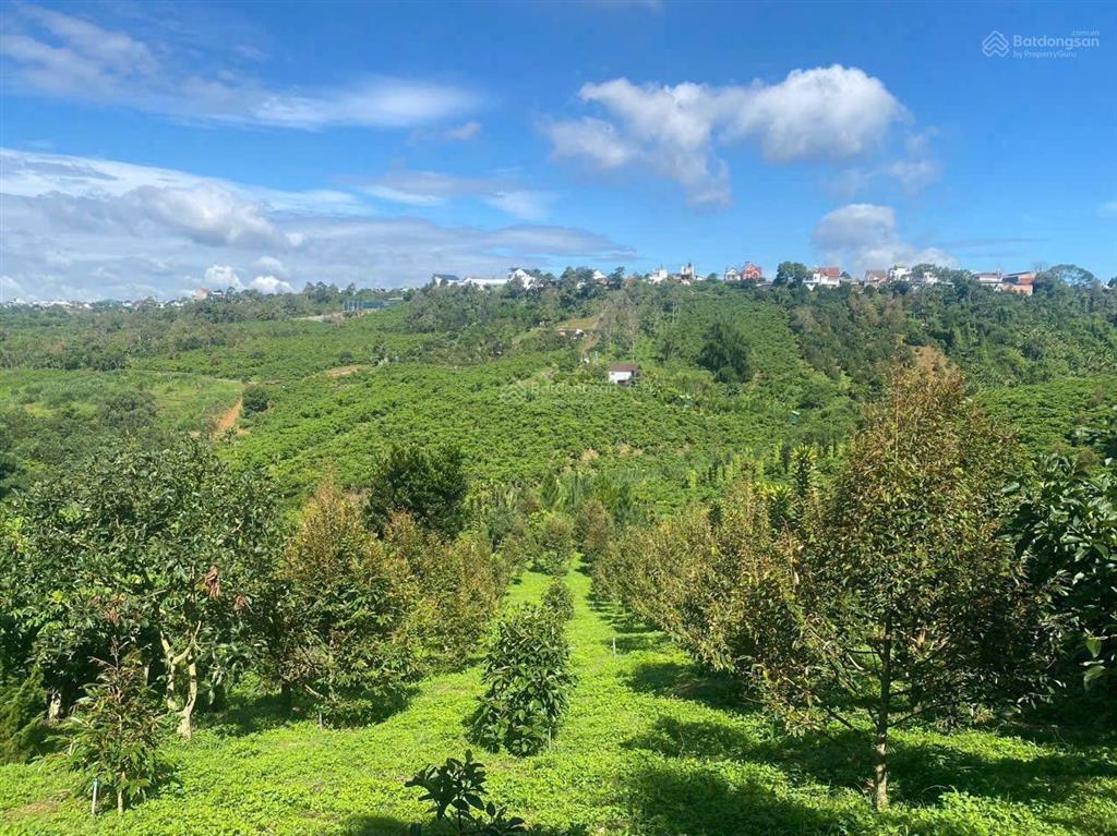 Cô cao tuổi không lên lại đành bán lỗ sâu miếng 1500m2 ven đà lạt chỉ 601tr