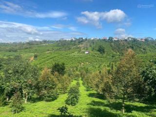 Cô cao tuổi không lên lại đành bán lỗ sâu miếng 1500m2 ven đà lạt chỉ 601tr