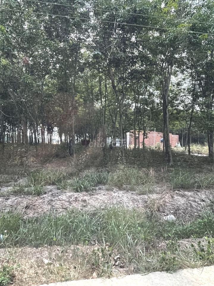 CẦN BÁN ĐẤT MINH HƯNG – CHƠN THÀNH, BÌNH PHƯỚC