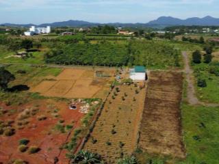 Đất ngộp 1030 m2, sẵn 200m2 thổ cư, (17mx70). giá chỉ 2,3 tỷ tại lý thái tổ, đambri bảo lộc