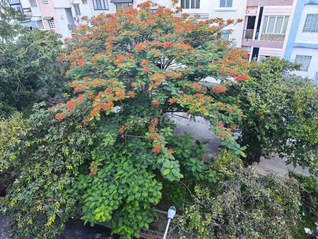 Nhà khu dân cư Bình Phú 4x15 1 trệt 1 lửng