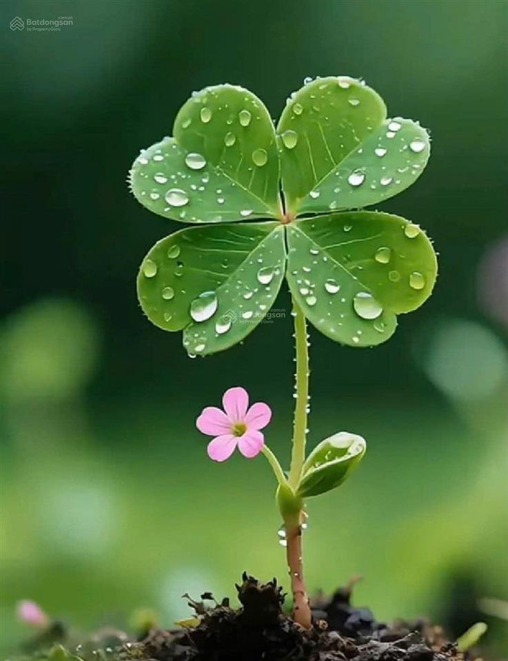 Đất khu e kim long 200m gần mêga đường 7m5