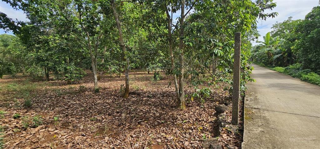 Hạ sâu, bán gấp đất kim long 70x47m, 60m2 thổ cư, 5.5 tỷ cách ql56 150m