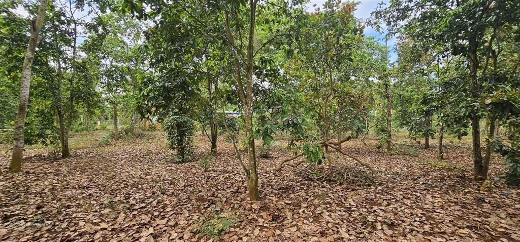 Hạ sâu, bán gấp đất kim long 70x47m, 60m2 thổ cư, 5.5 tỷ cách ql56 150m