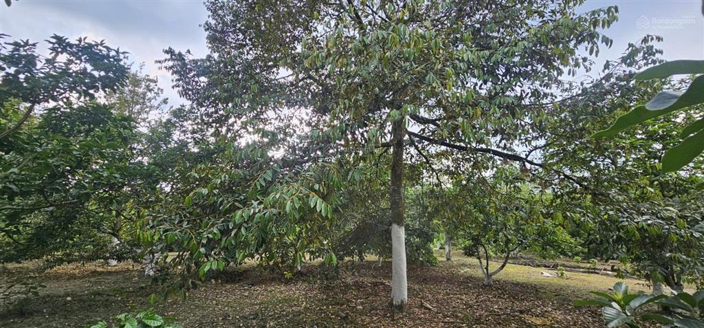 Bán lô đất vườn trái cây cực đẹp, giáp suối lớn nước quanh năm, có thổ cư