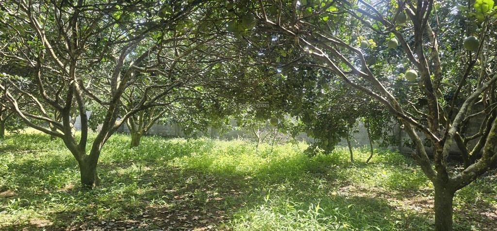 Bán mảnh đất đẹp mê li, full bưởi 27x85m, khu dân cư