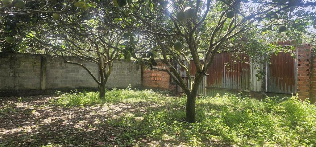 Bán mảnh đất đẹp mê li, full bưởi 27x85m, khu dân cư