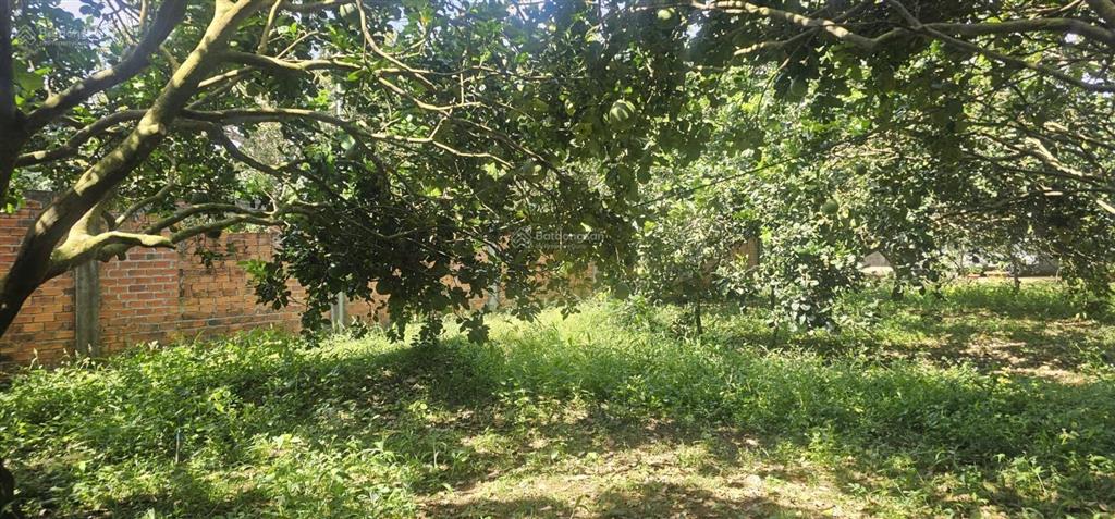 Bán mảnh đất đẹp mê li, full bưởi 27x85m, khu dân cư