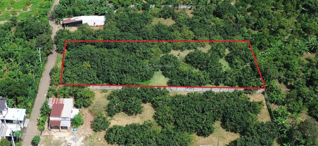 Bán mảnh đất đẹp mê li, full bưởi 27x85m, khu dân cư