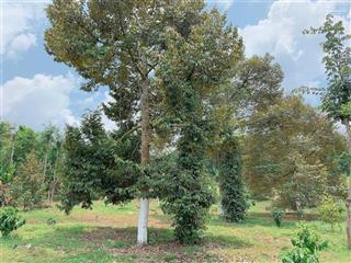 Bán mảnh vườn trái cây sầu riêng, 54.5m mặt đường, 340m² thổ cư