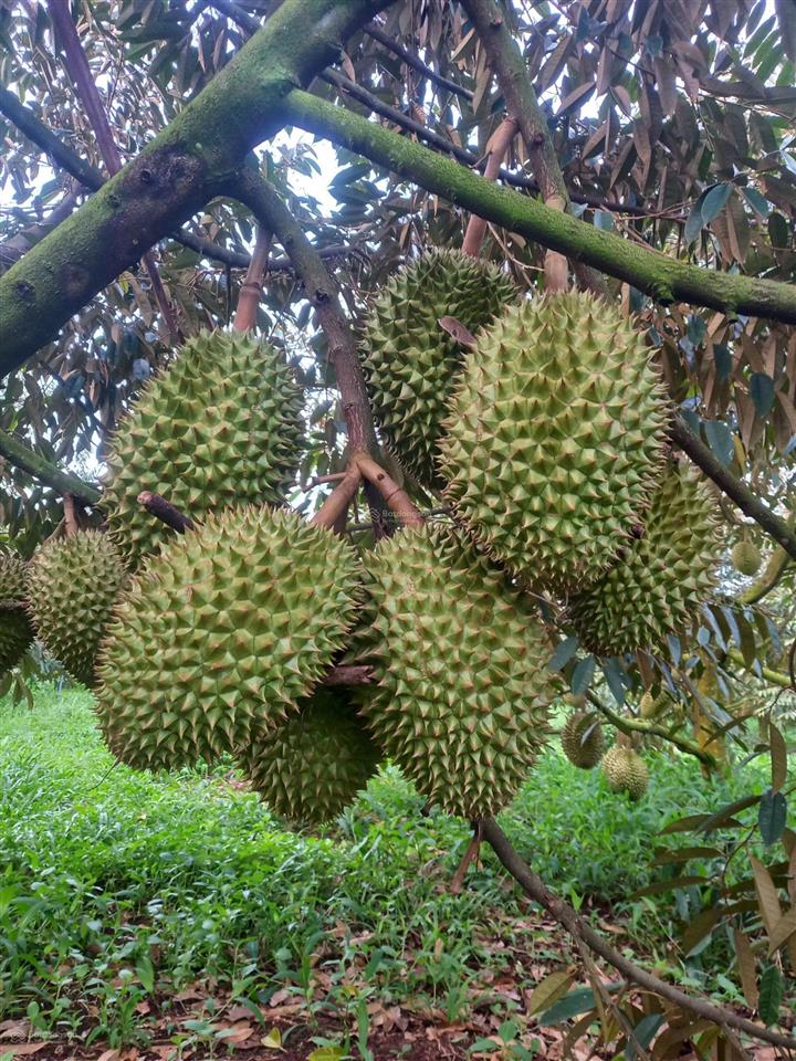 Bán hơn 2 ha vườn sầu riêng và bơ, sông xoài, sẵn nhà