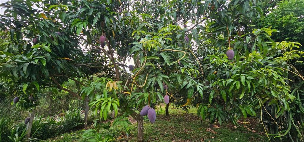 Bán hơn 2 ha vườn sầu riêng và bơ, sông xoài, sẵn nhà