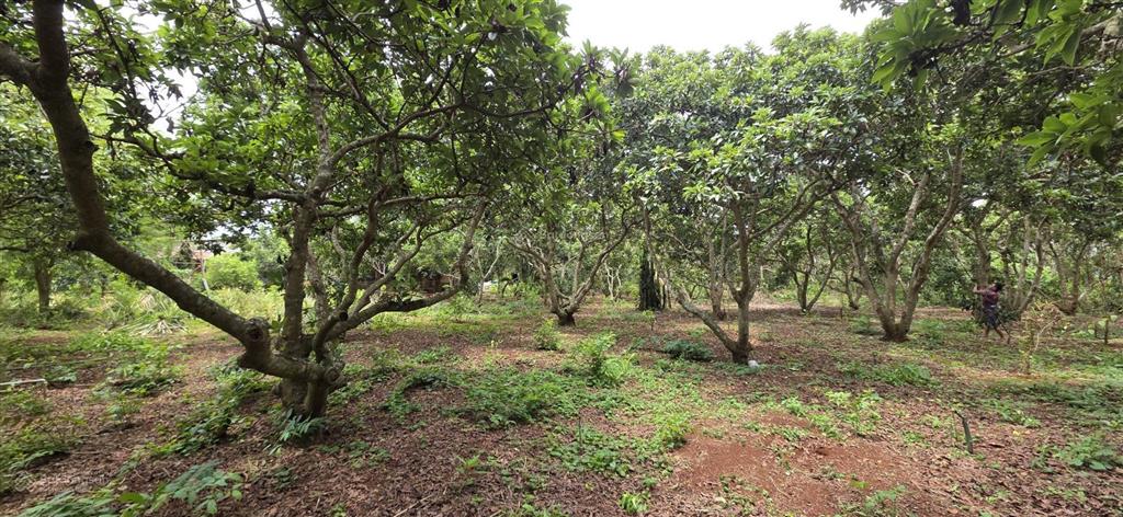 Bán lô đất mẫu 2 mặt đường, sông xoài, khu dân cư