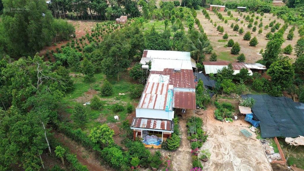Bán nhà vườn giáp suối, vườn trái cây và nhà cấp 4