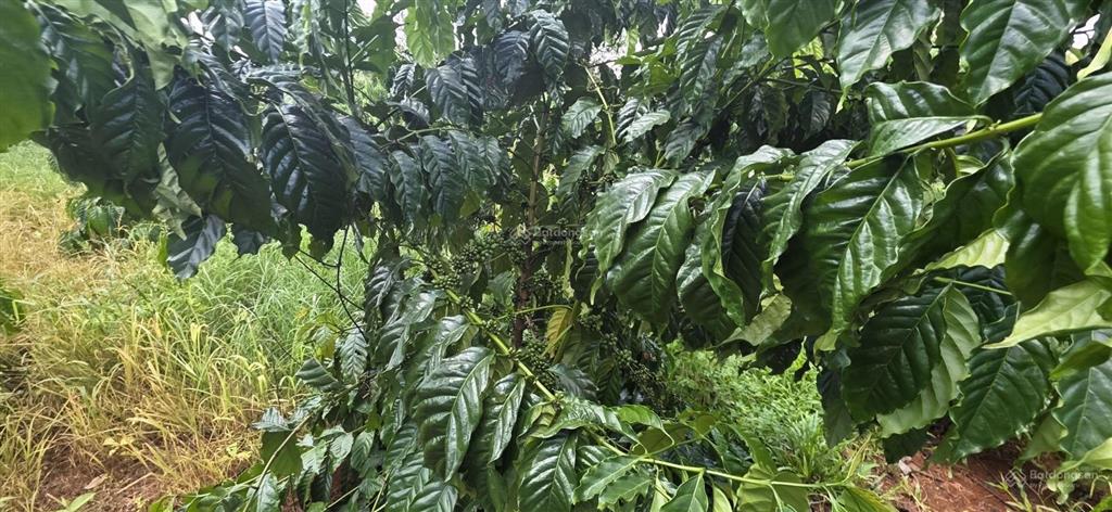 Bán lô đất mẫu rẻ đẹp, mặt đường nhiều, quy hoạch ra mặt tiền quốc lộ 144m