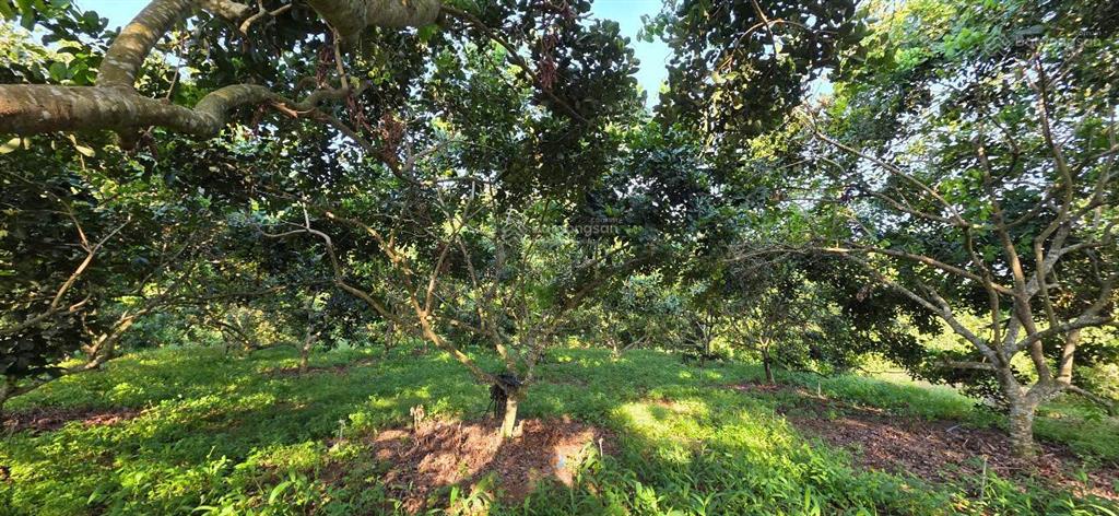 Bán mảnh đất mẫu hơn 1,3 ha vườn trái cây, giáp suối nhỏ