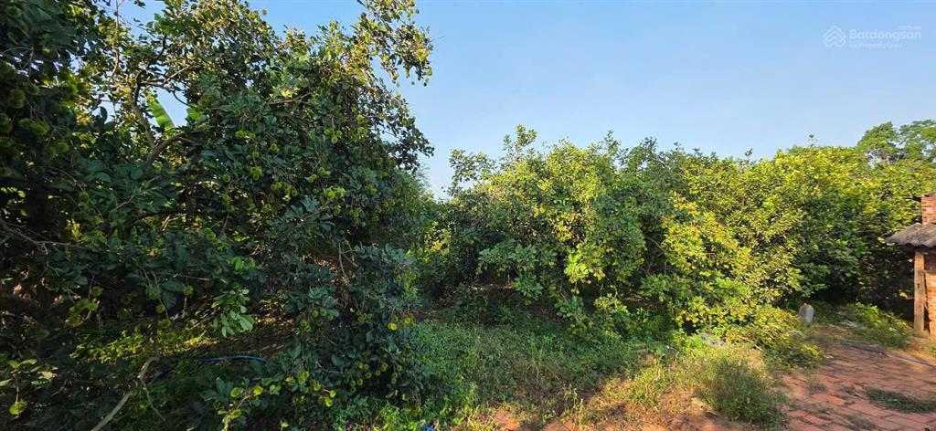 Bán mảnh đất mẫu hơn 1,3 ha vườn trái cây, giáp suối nhỏ