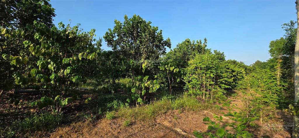 Bán mảnh đất mẫu hơn 1,3 ha vườn trái cây, giáp suối nhỏ