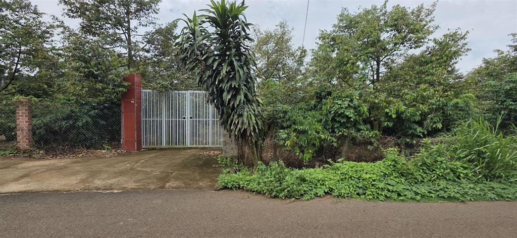 Bán mảnh vườn sầu riêng, cà phê gần 8 sào 300m2 thổ cư