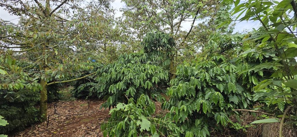 Bán mảnh vườn sầu riêng, cà phê gần 8 sào 300m2 thổ cư