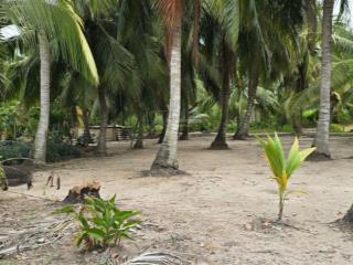 Nhà vườn 9522m2 mặt sông ông mai, cách quận 7 bán kín 4km. giá 2.2tr/m2. sổ riêng sang tên ngay