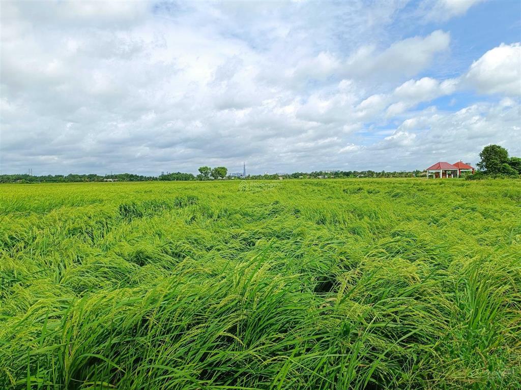 Chính chủ bán đất 520m2/2.4tỷ xã phú hữu cách phà quận 2 chỉ 2km. đường xe hơi, khu dân cư, shr