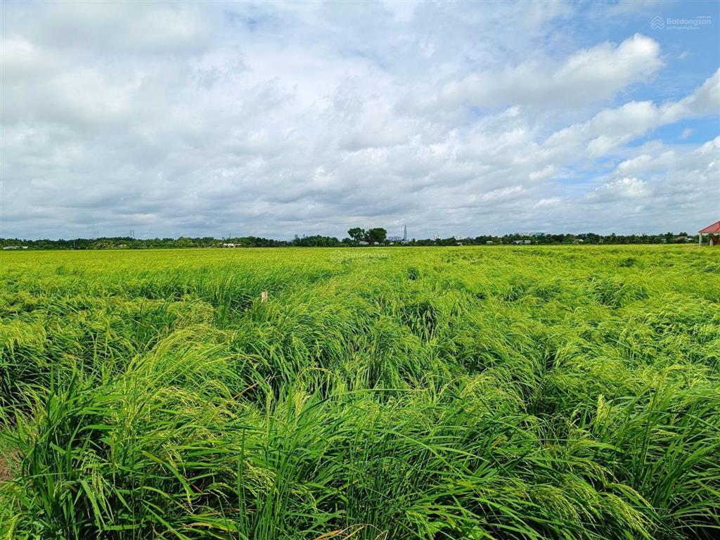 Chính chủ bán đất 520m2/2.4tỷ xã phú hữu cách phà quận 2 chỉ 2km. đường xe hơi, khu dân cư, shr