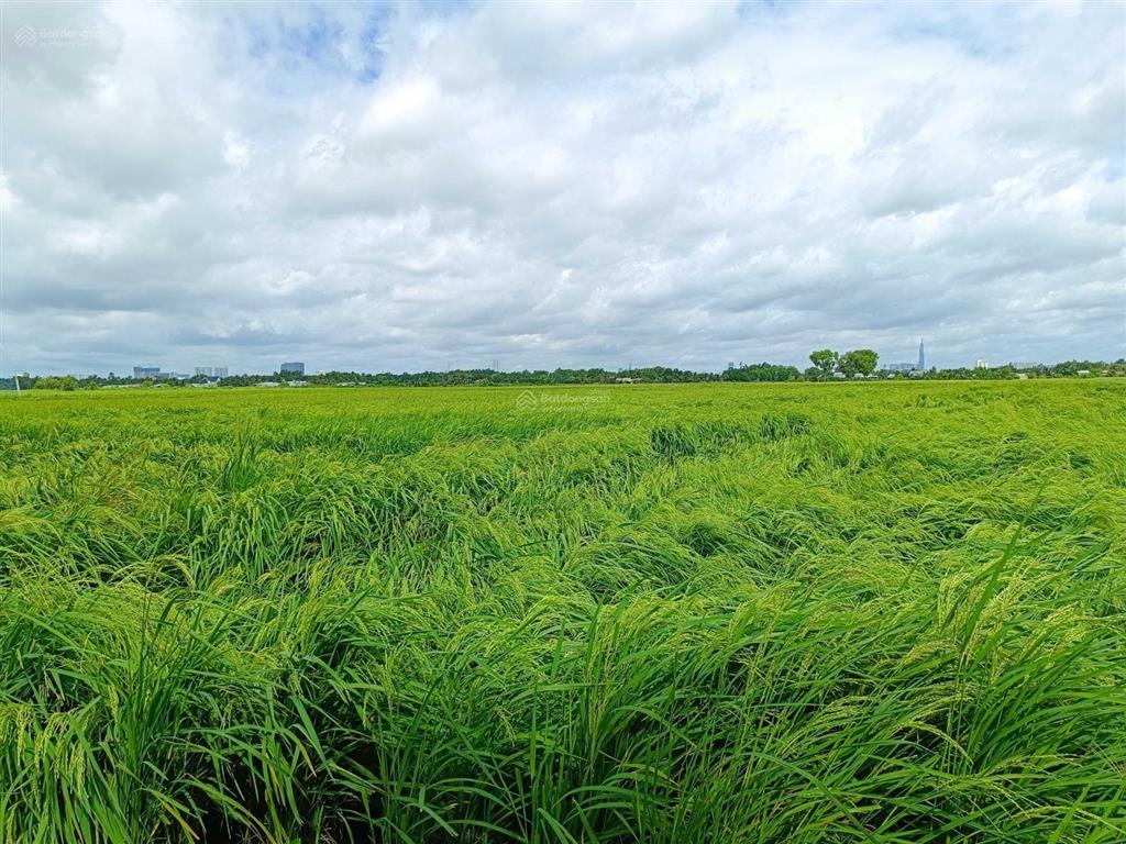 Chính chủ bán đất 520m2/2.4tỷ xã phú hữu cách phà quận 2 chỉ 2km. đường xe hơi, khu dân cư, shr