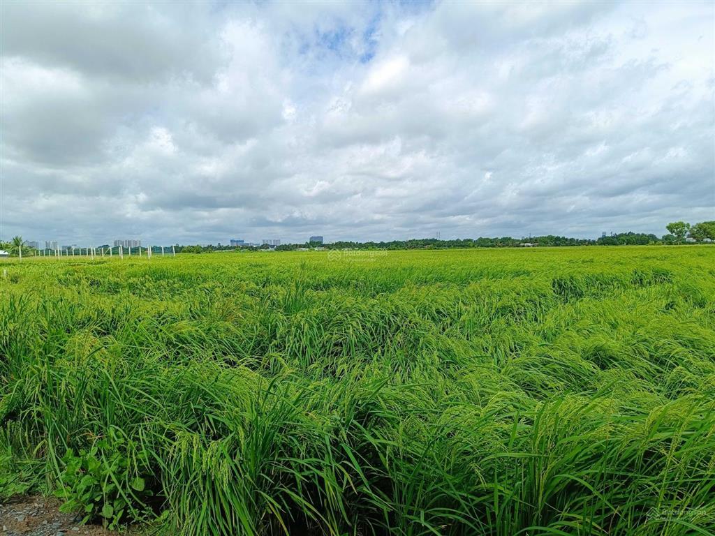 Chính chủ bán đất 520m2/2.4tỷ xã phú hữu cách phà quận 2 chỉ 2km. đường xe hơi, khu dân cư, shr