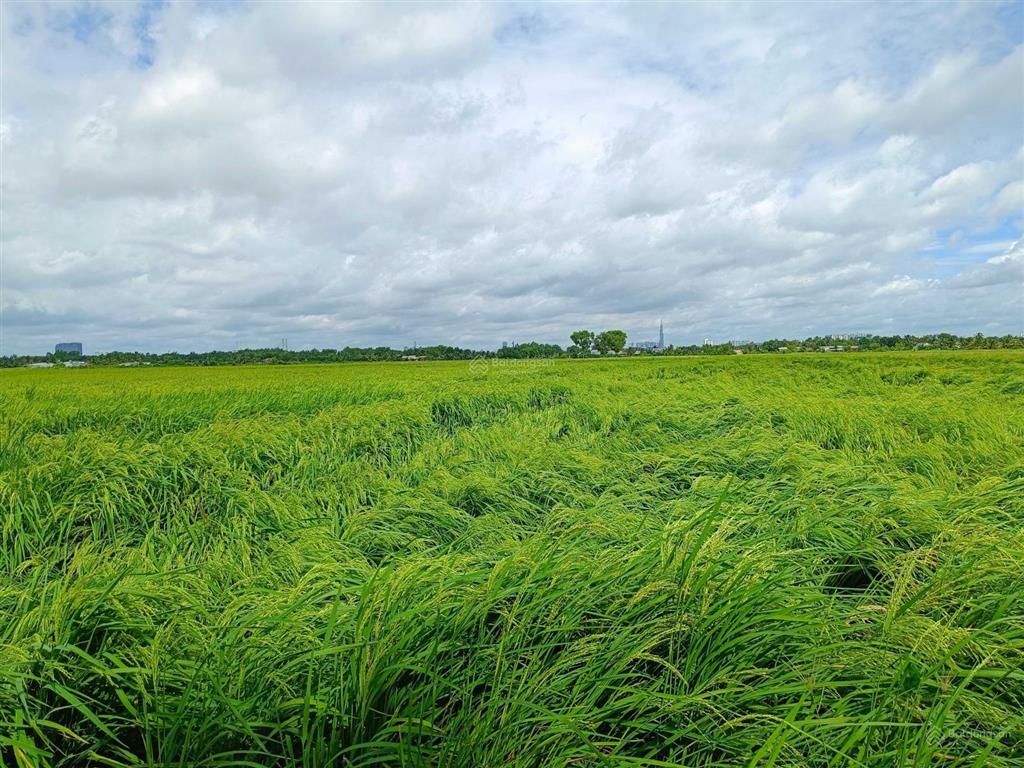 Chính chủ bán đất 520m2/2.4tỷ xã phú hữu cách phà quận 2 chỉ 2km. đường xe hơi, khu dân cư, shr