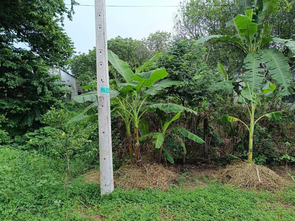 Mặt tiền nhựa đào thị phấn trung tâm huyện. 1315m2 qh ont, khu dân cư đông, kẹt bán 6.5tr/m2, shr