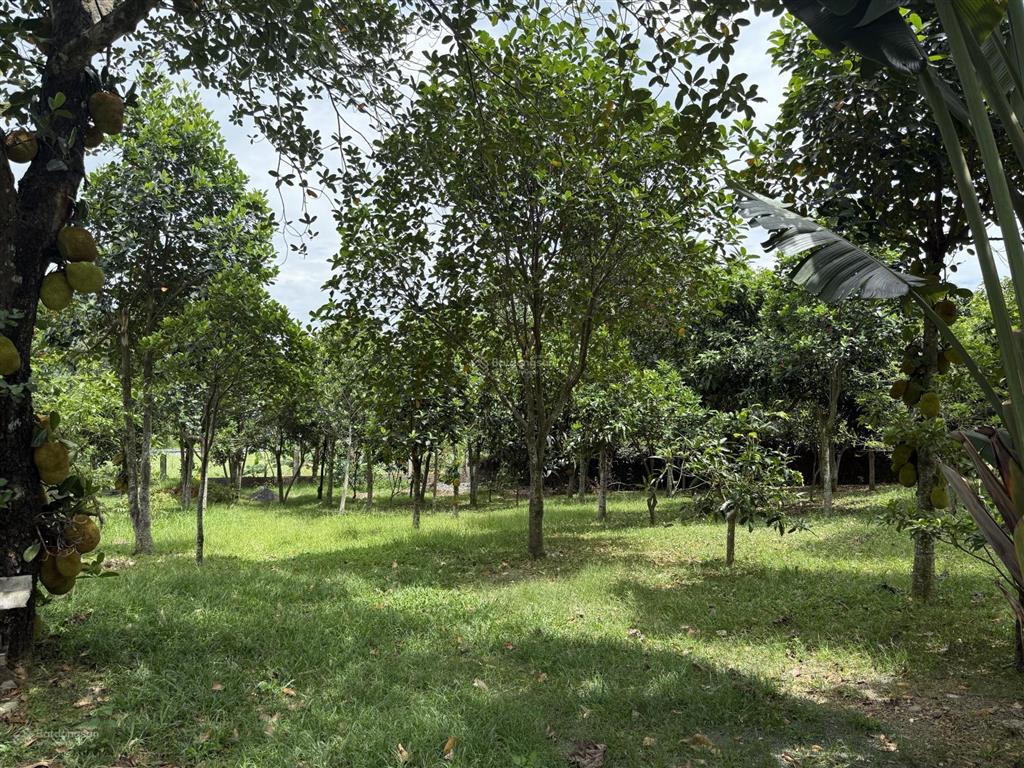 Bán 4710m đất nghỉ dưỡng tại lương sơn.