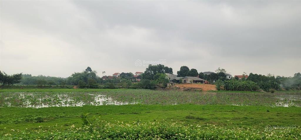 Phá giá đất view hồ sen xây biệt thự giá thấp hơn thị trường 500 triệu khu 5 vân phú, việt trì